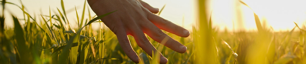 Hand in Field