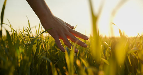 Hand Touching Grass