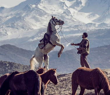 Wild Horses