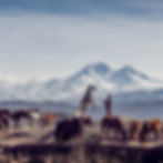 Wild Horses
