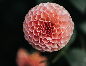 Dahlia Flower
