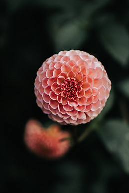 Dahlia Flower