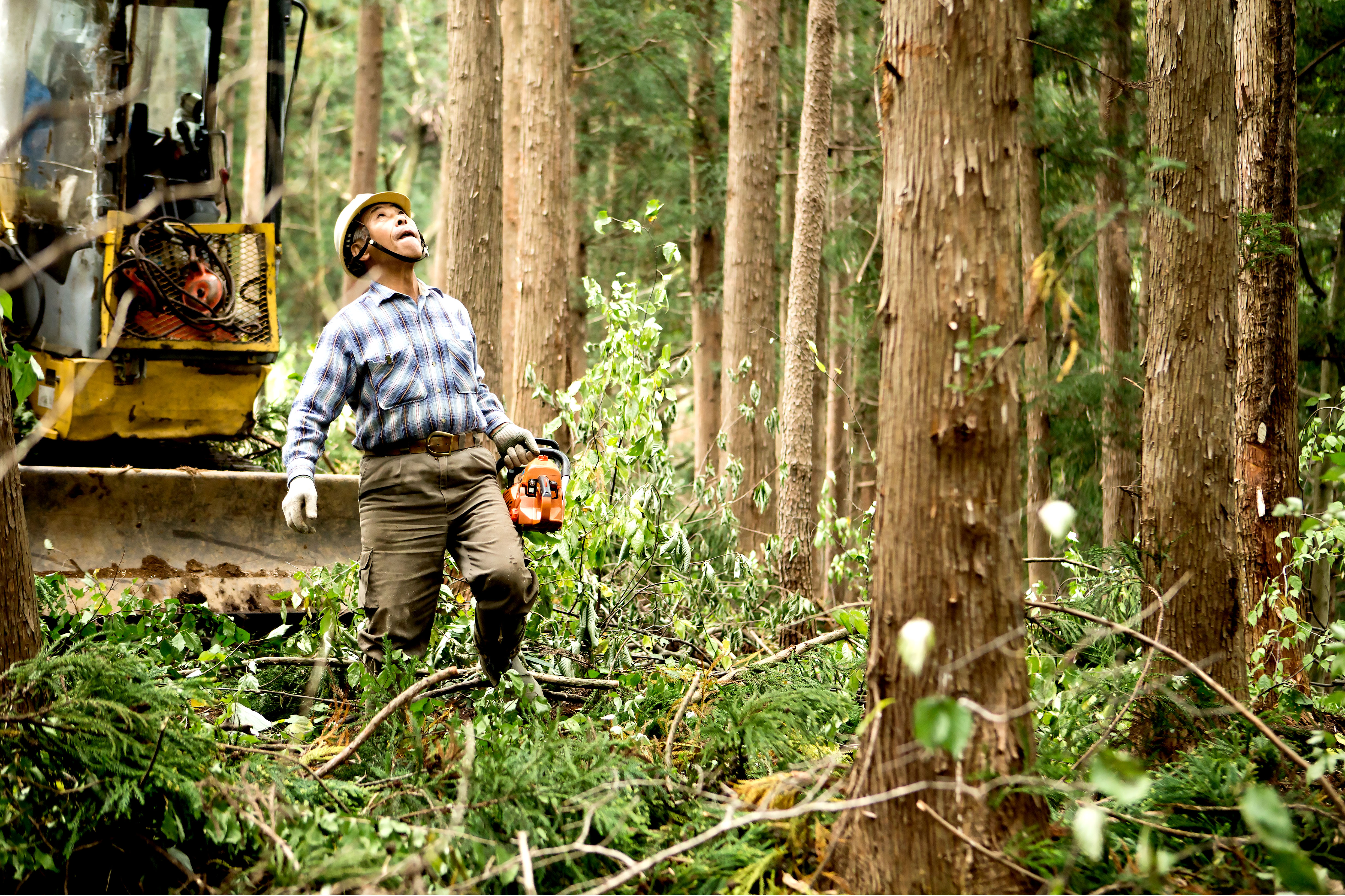 Forest Worker Outdoors