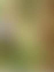 Pequenos produtores podem ser excluídos do mercado de carbono em meio a polêmicas sobre fraudes na Amazônia