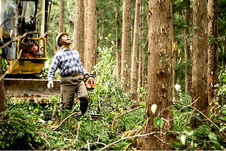 Lumberjack in Forest