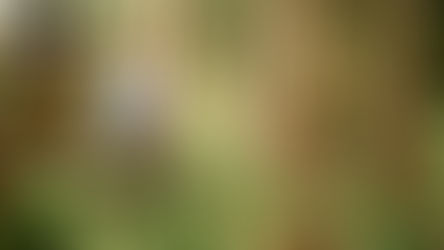 Älä rakenna projektiviidakkoa