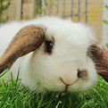 Mignon lapin blanc