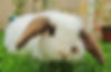 Bunny in the Garden