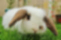 Hase im Garten