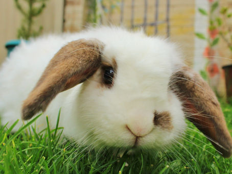 Rabbit Pet - Ten Must Haves for Beginners
