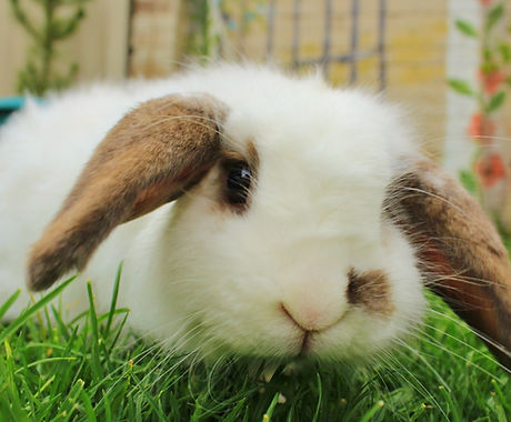 Bunny in the Garden