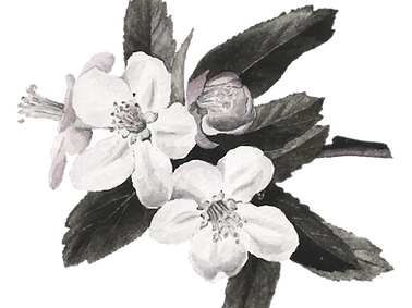 Watercolor Flower Illustration