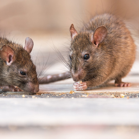 Two brown rats are close together, focusing on crumbs on the ground. One is eating, while the other sniffs.