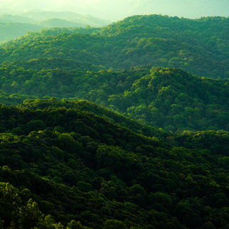 Lush green hills stretch endlessly into the distance, bathed in soft sunlight, showcasing the serene beauty of an untouched forest landscape.
