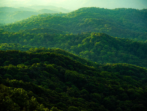Lush green hills stretch endlessly into the distance, bathed in soft sunlight, showcasing the serene beauty of an untouched forest landscape.