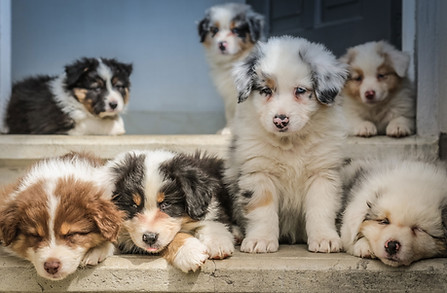 Cachorros
