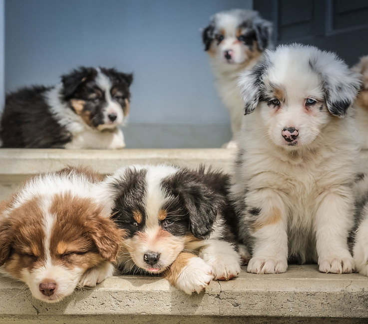 Puppies