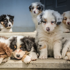 Puppies