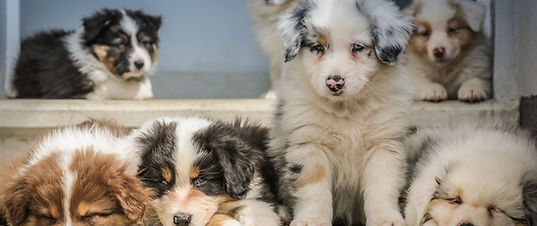 Puppies