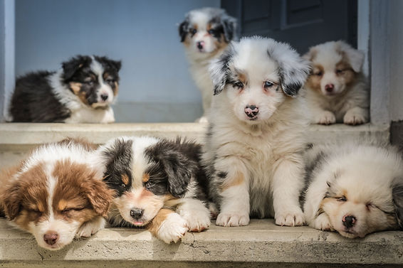 little puppies together