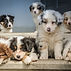 Puppies