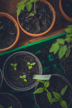 Seedlings In Pots