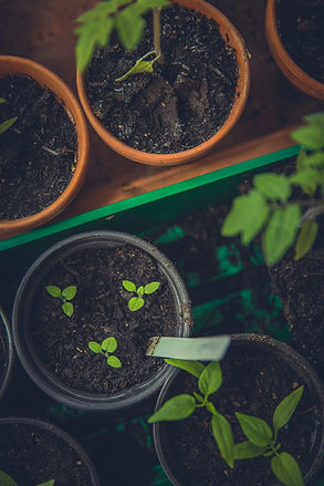Potted Sprouts