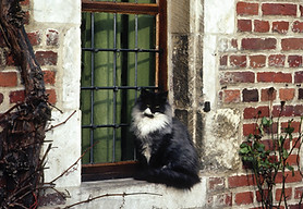 Zwart-witte kat