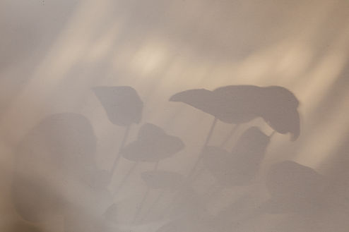 Shadowy Leaves