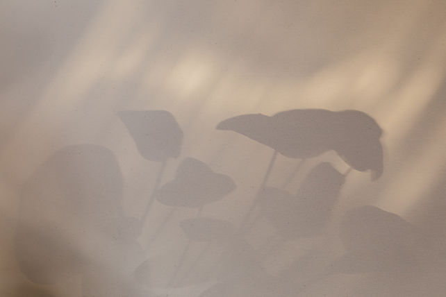 Shadowy Leaves