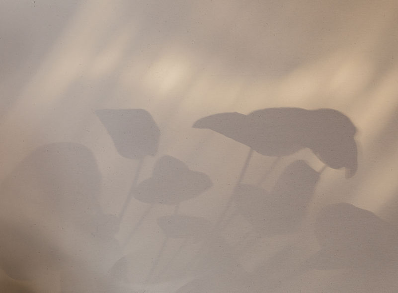 Shadowy Leaves