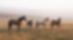 Four Grazing Horses