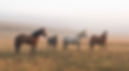 Horses in Field