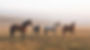 Four Grazing Horses
