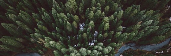 Forest Road Aerial