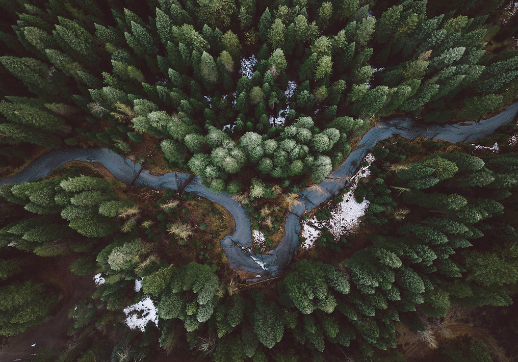 Forest Aerial View