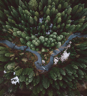 Long Forest Road to symboloize that a multiple day intensive is a long winding path towards healing.