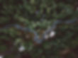 Forest Aerial View
