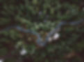 Forest Aerial View