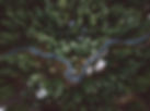 Forest Aerial View
