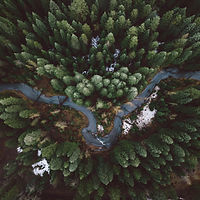 Forest Road Aerial
