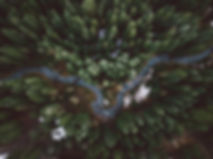 Forest Aerial View