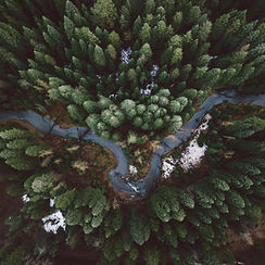 Forest Aerial View