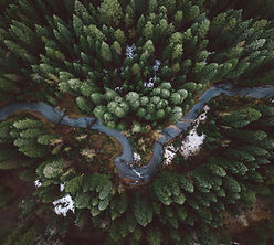 Forest Road Aerial
