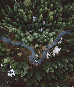 Forest Aerial View