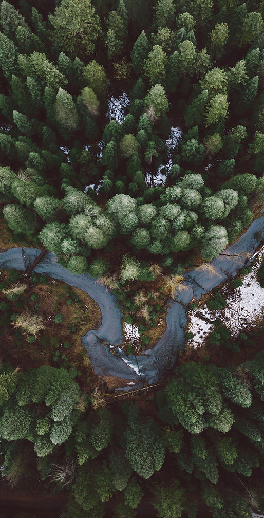 Waldluftbild