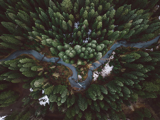 Forest Aerial View