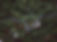 Forest Aerial View