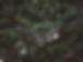 Forest Aerial View