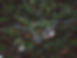 Forest Aerial View